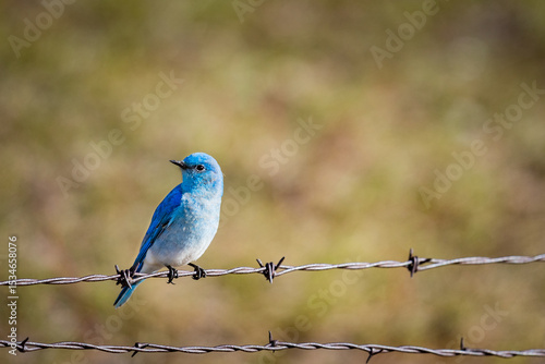 Mountain Bluebird