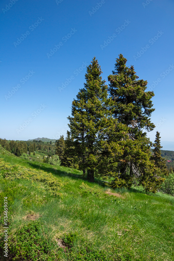 Panorama of Vitosha Mountain, Bulgaria Panorama of Vitosha Mountain, Bulgaria