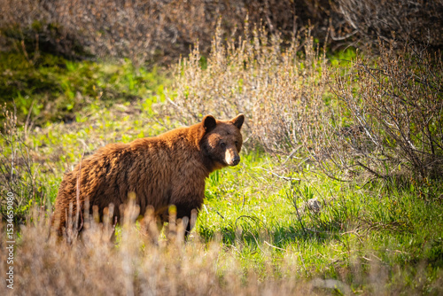 Wild Bears of Waterton