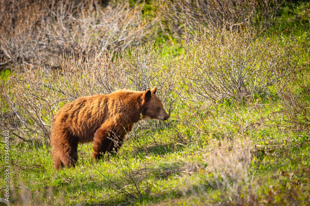 Fototapeta premium Wild Bears of Waterton