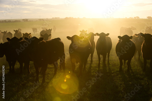 Cattle herd grazing in the field at sunset, in the Pampas plain, Patagonia, Argentina