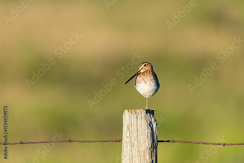 Принти на полотні Wilson's Snipe - Gallinago delicata
