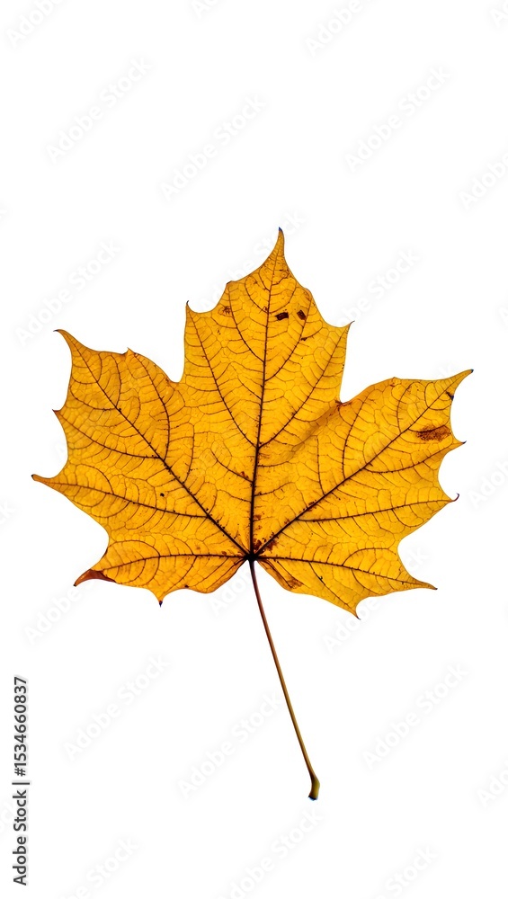 Fototapeta premium Golden Autumn Maple Leaf Nature's Exquisite Fall Foliage
