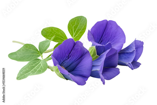 Captivating close-up of vibrant purple butterfly pea flowers against a dark background