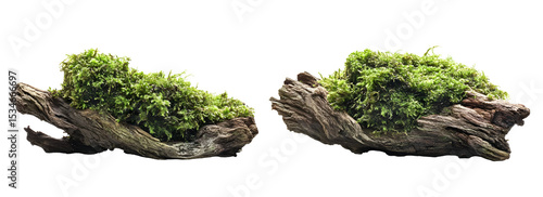 Driftwood covered in fresh green moss isolated against a stark black background