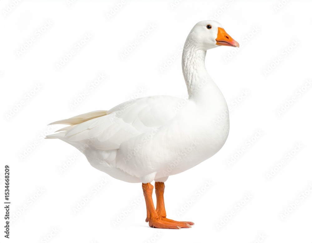 Obraz premium Elegant Goose: A pristine white goose showcases its graceful profile, displaying its elegant feathers, orange beak, and sturdy legs in a studio-style setting.