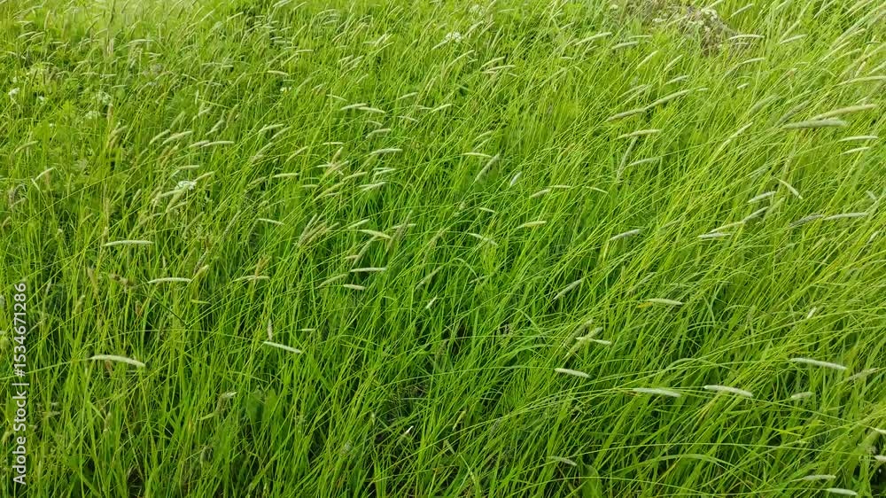 Grass in the wind Grass in the wind