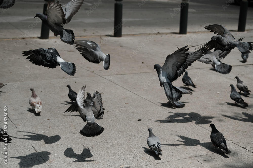 Fototapeta premium pigeons on the street