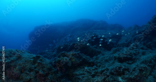 Wallpaper Mural underwater fish scenery from mediterranean  sea breams ocean scenery underwater landscape seabreams Torontodigital.ca