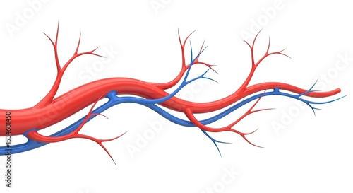 Red and Blue Human Blood Vessels Branching on White Background Medical Illustration