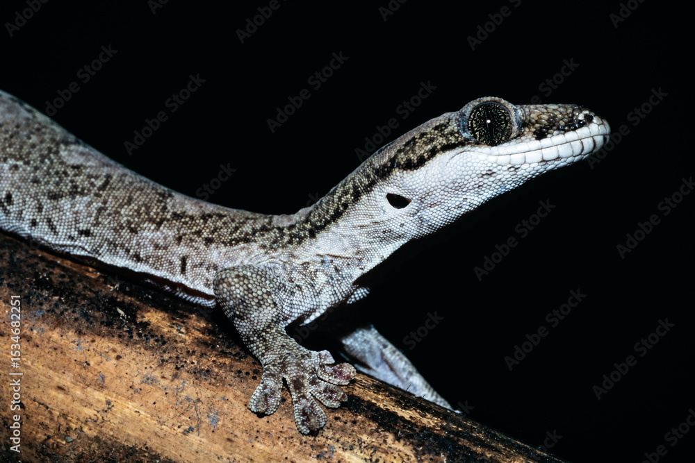 Fototapeta premium Giant Tree Gecko from Cape York Queensland Australia