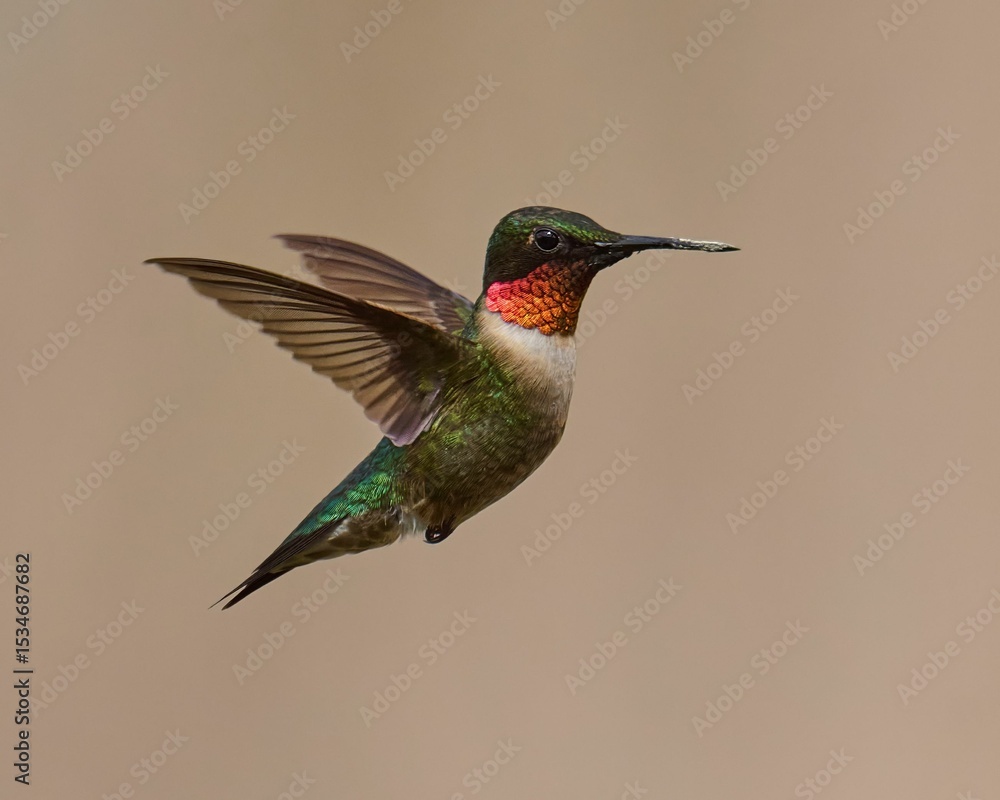 Fototapeta premium Ruby-throated hummingbird in flight