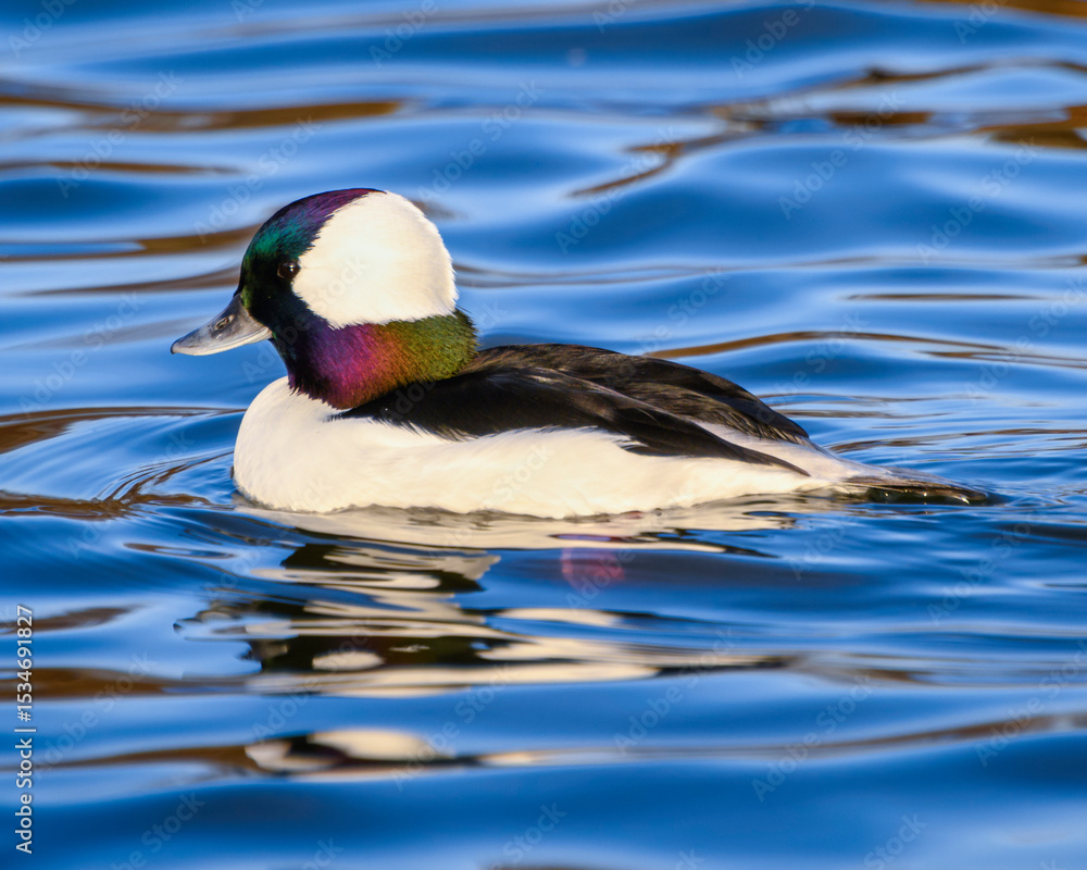Obraz premium Colorful duck swimming through clear blue waters during a sunny day in a tranquil natural setting
