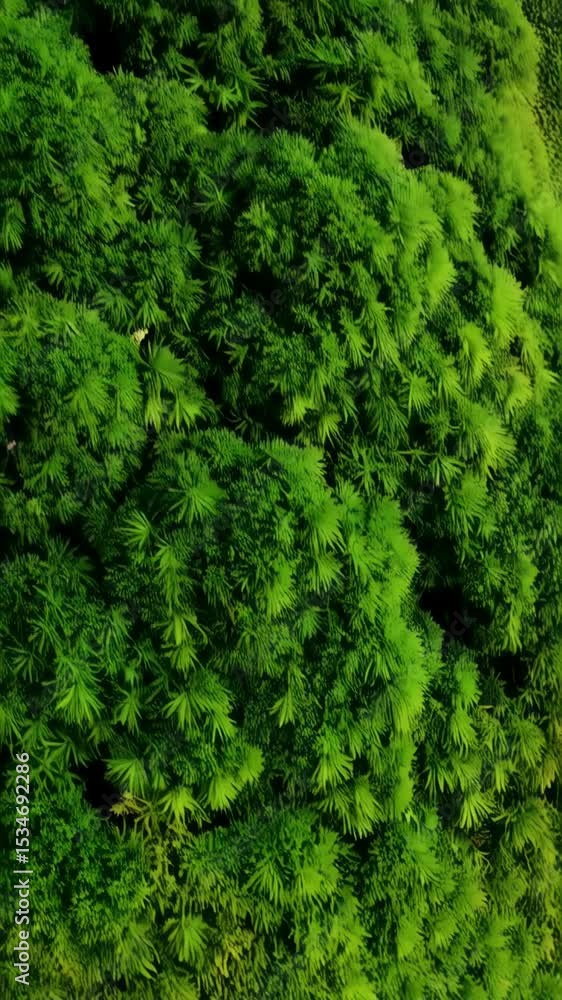 Dense green foliage texture featuring clustered leaf patterns, showcasing vibrant natural growth and complex organic shapes. Dense green foliage texture featuring clustered leaf patterns, showcasing vibrant natural growth and complex organic shapes.