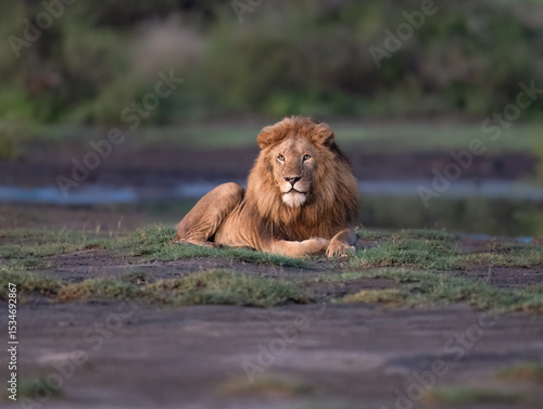 Male Lion Resting on Grassland Near Waterhole