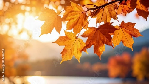 Autumn leaves on a branch, with warm light filtering through in outdoor scenic view.