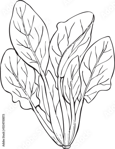 ほうれん草　丸ごと　線画