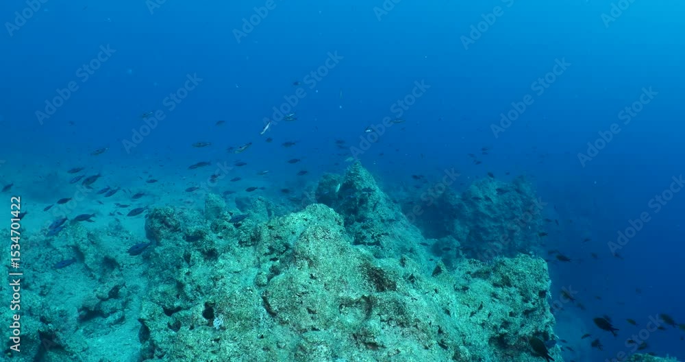 damsel fish school and some other mediterranean fisg scenery underwater damsel fish school and some other mediterranean fisg scenery underwater