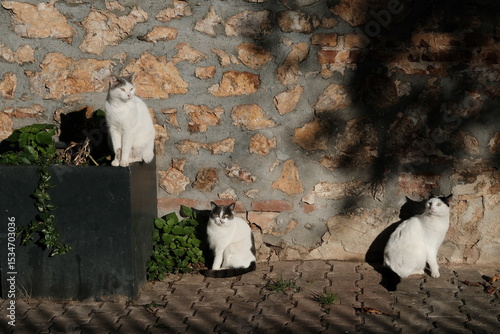 Photography Cats of Istanbul, Turkey