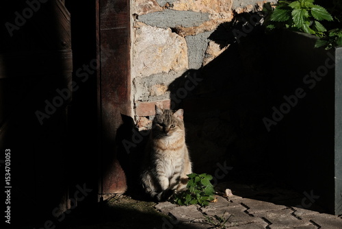 Canvas Print Cats of Istanbul, Turkey