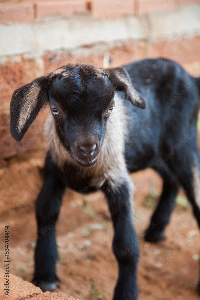 Portrait of a cute baby goat Portrait of a cute baby goat