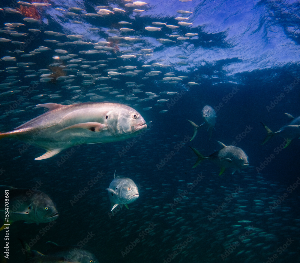 Obraz premium underwater view of crevalle jack fish swimming in ocean