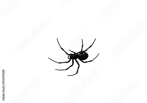 Dark spider with spiky legs positioned centrally against a black backdrop