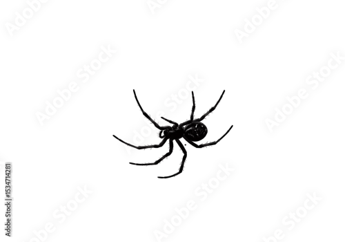 Naklejka na ścianę Dark spider with spiky legs positioned centrally against a black backdrop