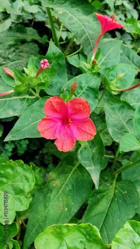 Beautiful garden flowers blooming in a summer garden 