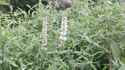 Mentha longifolia, the horse mint or brookmint