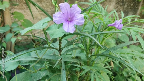 Ruellia tuberosa, Ruellia humilis or Carolina wild petunia