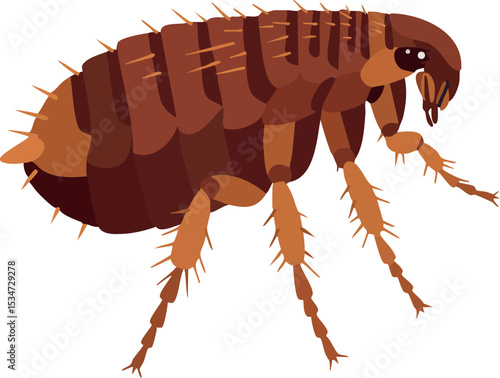 Flea insect close up detailed vector illustration on white background 