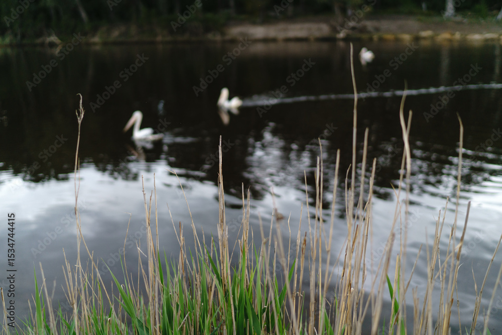 Blurred Pelicans on a River Blurred Pelicans on a River