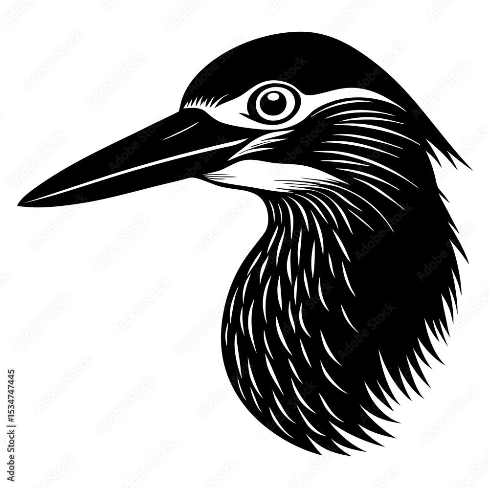 Fototapeta premium black crowned night heron