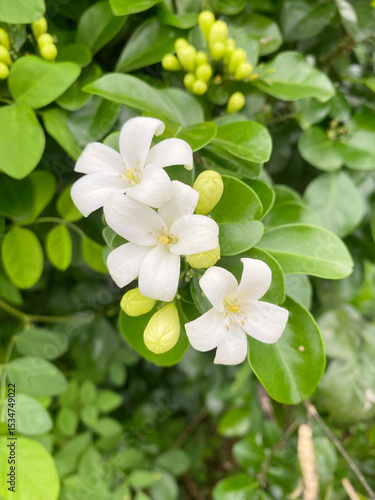 beautiful orange jasmine flowers in the garden