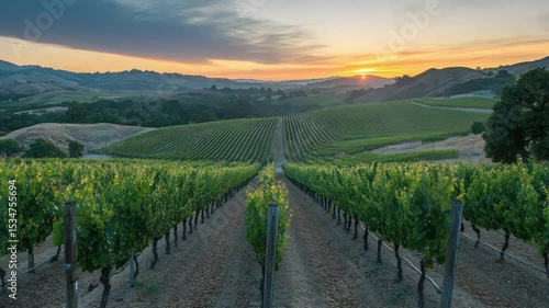 Wallpaper Mural Vineyard Sunset: Rows of lush grapevines stretch towards the horizon under a colorful sunset. The setting sun casts a warm glow over the rural landscape.  Torontodigital.ca