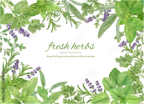 水彩で描いたハーブで飾ったフレーム背景素材