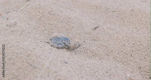 a  tracking shot of a baby loggerhead turtle walking down a sand dune at mon repos beach in bundaberg, australia