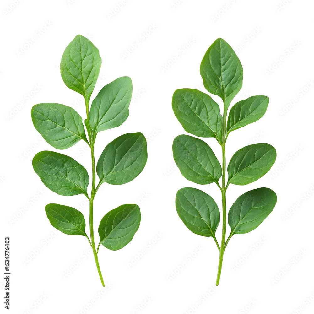 Fototapeta premium Vibrant Green Potato Plant Leaves Isolate