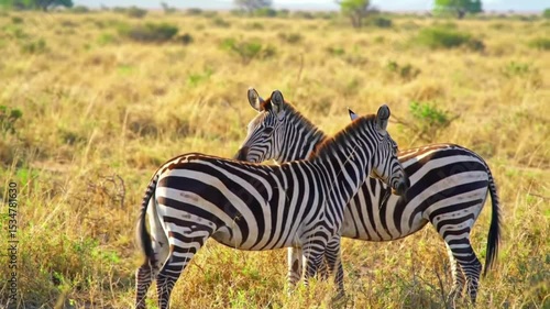 Two zebras grazing peacefully in a golden grassland.
