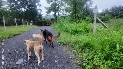 Two dogs running and exercising together in a natural mountainous area. Surrounded by forest trees, fresh air, and green terrain. Perfect for content related to animals, fitness, nature, or outdoor ad