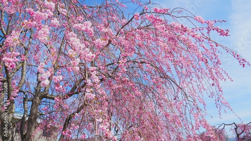 Wallpaper Mural Beautifull cherry blossom during spring season. 
 Torontodigital.ca