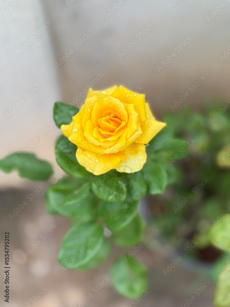 Obraz premium Yellow Rose