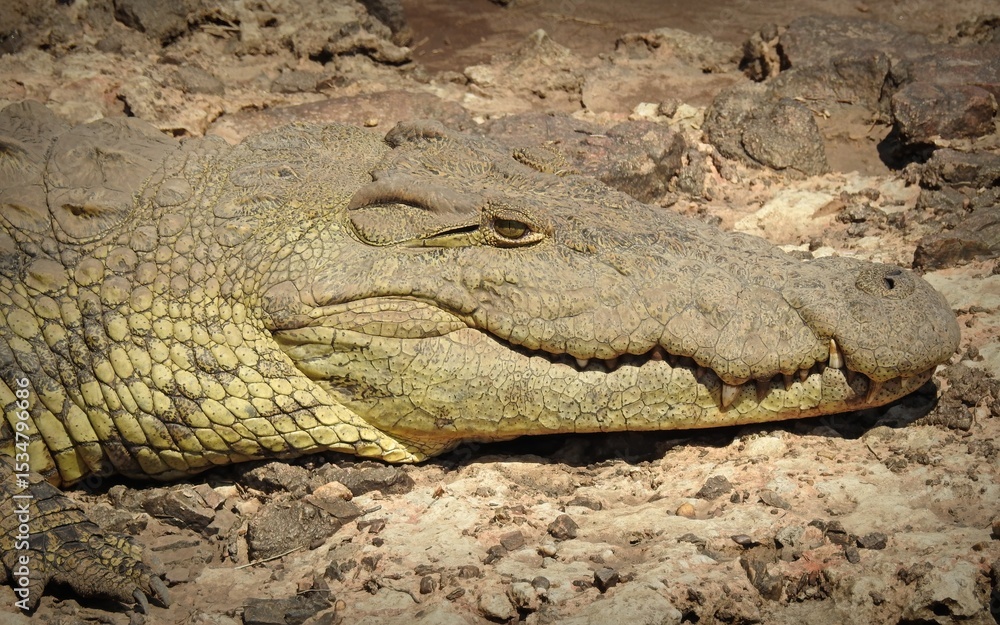 Obraz premium Nile Crocodile (Crocodylus niloticus) head shot in the Serengeti sun, Tanzania