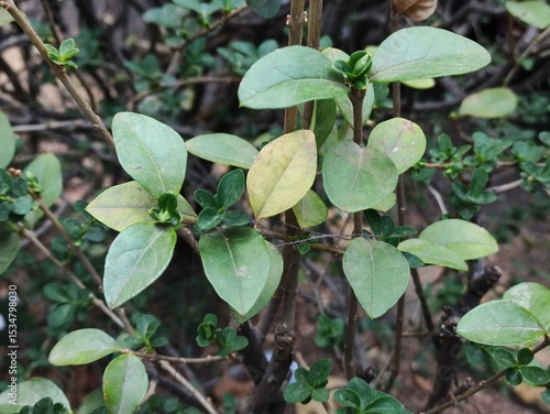 Wallpaper Mural Close-up of green leaves background. Summer or spring design.Primer plano de fondo de hojas verdes. Diseño de verano o primavera.(2)
 Torontodigital.ca
