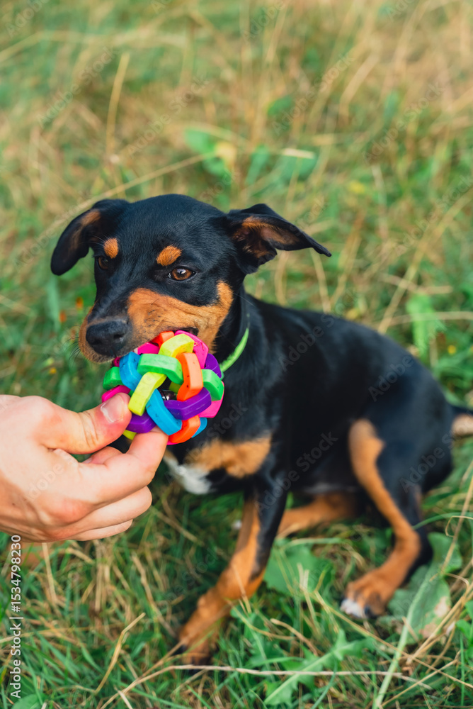 Deutscher Jagdterrier dog playing outside with ball. Terrier playing with colorful toy in grass lawn during summer. Pet humanization caregiving Deutscher Jagdterrier dog playing outside with ball. Terrier playing with colorful toy in grass lawn during summer. Pet humanization caregiving