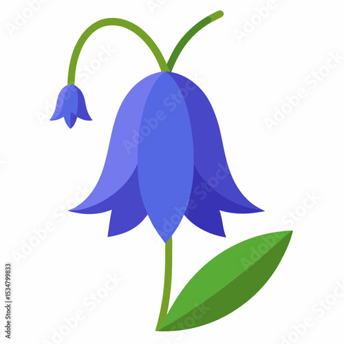 Bluebell flower on white background