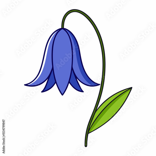 Bluebell flower on white background