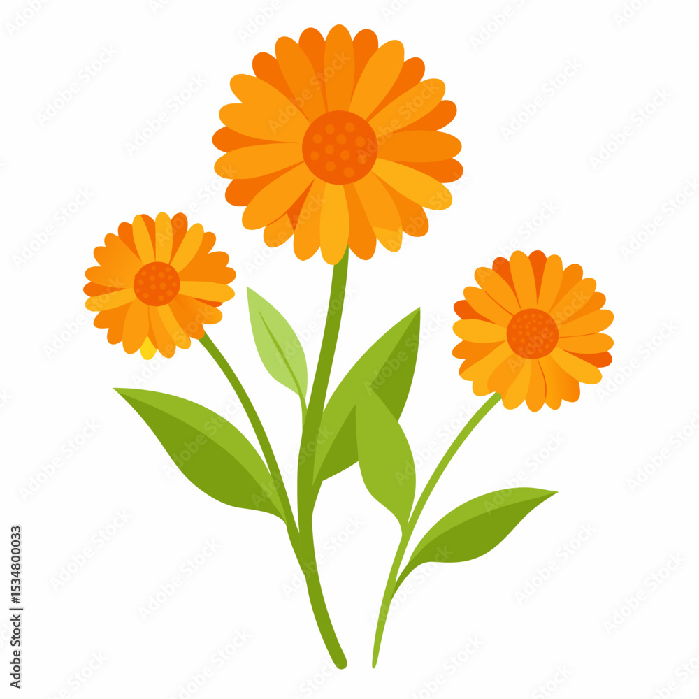 Naklejka premium Calendula on white background