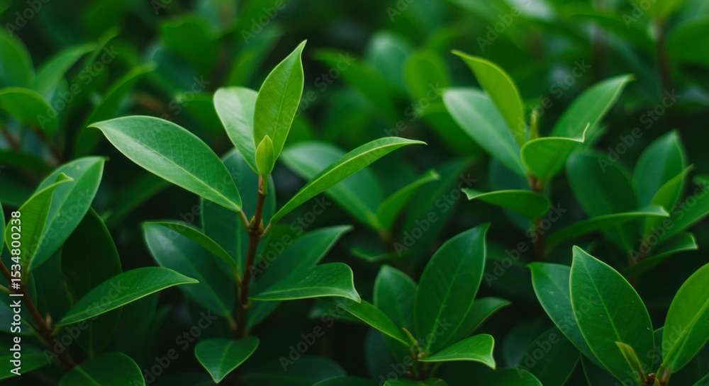 Lush green foliage with vibrant, glossy leaves, creating a dense and textured natural backdrop Lush green foliage with vibrant, glossy leaves, creating a dense and textured natural backdrop